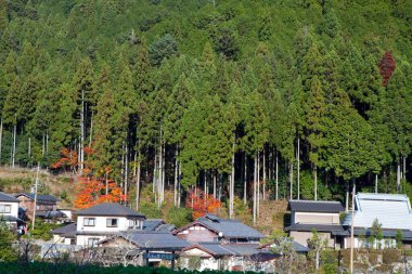 Geleneksel evler, yüksek yeşil orman ağaçlarının arasına kurulmuş.