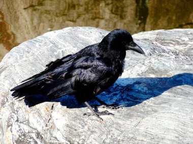 siyah karga taşın üzerinde oturuyor