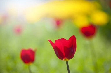 Arka planda sarı şemsiyeli kırmızı çiçek tarlası.
