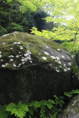 Yeşil ormandaki taş