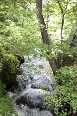 Ormanda güzel bir şelale