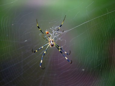 Örümcek ağda, bulanık arkaplan