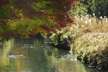 Nehirde ağaçlar ve yapraklarla dolu güzel sonbahar manzarası  