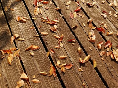 Parlak yapraklar sonbahar mevsiminde ahşap yüzeyde                   