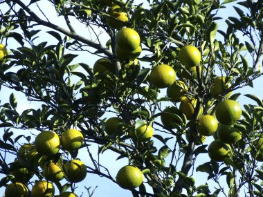 Bahçedeki ağaç dallarında yeşil turunçgillerin yakın plan görüntüsü