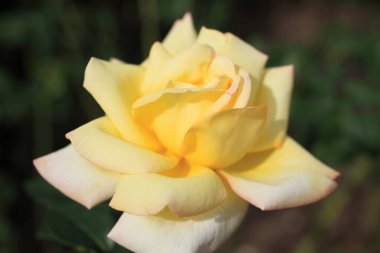 Bahçedeki sarı gül