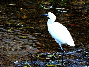 Büyük balıkçıl manzarası