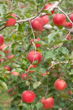 Bahçedeki ağaçtaki kırmızı elmalar.      