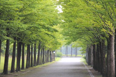 Bahçesinde ağaçlar olan bir sokak.