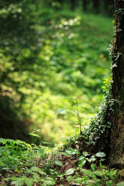 Baharda yeşil orman doğanın arka planında