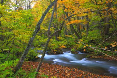 Sonbaharda renkli orman nehri.