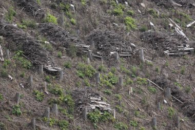 Ağaç kütükleri ağaç kesiminden sonra verimsiz yamaçlara dağılmış.