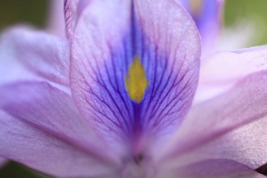 Yakın - çiçek açan güzel çiçeklerin manzarası