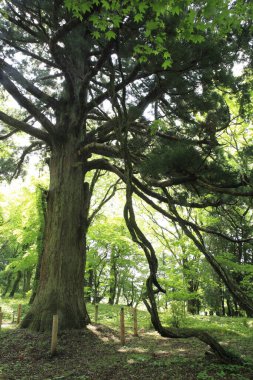 Baharda yeşil orman doğanın arka planında
