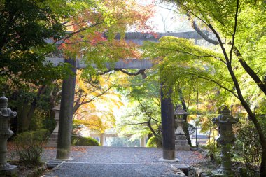 Japon tarzı mimari. Parkta sonbahar mevsimi ağaçları 