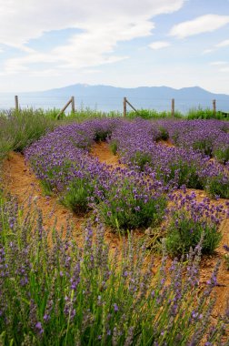 Provence 'deki lavanta tarlası