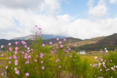Tarlada güzel pembe çiçekler