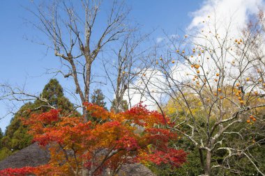 Sonbahar yaprakları, sonbahar bitkileri