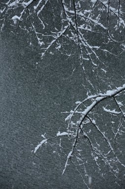 Ağaç dallarında kar ve kışın parkta göl      