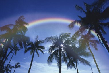 Gökyüzünde renkli gökkuşağı palmiye ağaçlarının üzerinde      
