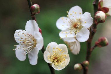 Bahçedeki güzel bahar çiçekleri. Güzel botanik fotoğrafı, doğal duvar kağıdı.          