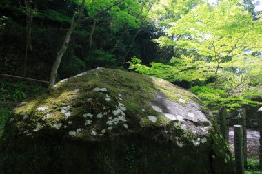 Güneşli yaz ormanlarında büyük yosun kaplı kayalar 