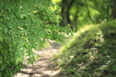 Baharda yeşil orman doğanın arka planında