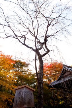 Ahşap yapının yanında, renkli sonbahar yapraklarının arasında duran çıplak ağaç.
