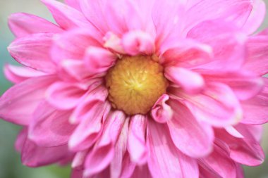 Bahçede çiçek açan güzel yıldız çiçeğinin yakın görüntüsü