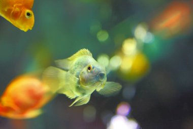 Arka planda akvaryumdaki güzel balıklar, kapatın.