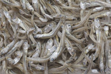 Küçük balıklar bir araya toplanmış.