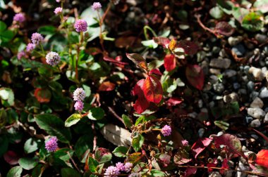 Yeşil yapraklar ve taşlar arasında büyüyen küçük renkli çiçekler.