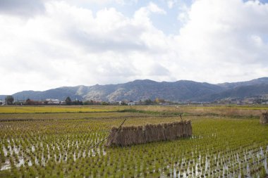 sonbahar mevsiminde pirinç tarlası 