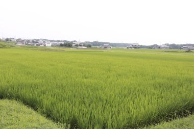 Sabah pirinç tarlası 