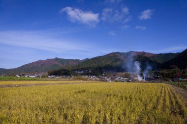 Altın pirinç tarlası uzak dağ köyüne doğru uzanıyor.