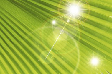 soyut açık yeşil yaprak arkaplanı ve güneş ışığı.