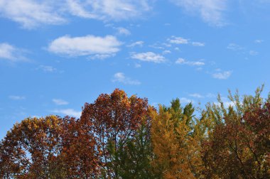 Ağaçlı sonbahar manzarası 