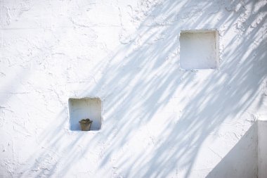 Güneşli bir günde beyaz duvarda küçük bir kaktüs