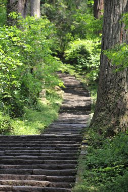 Yeşil ağaçlı merdivenler.  