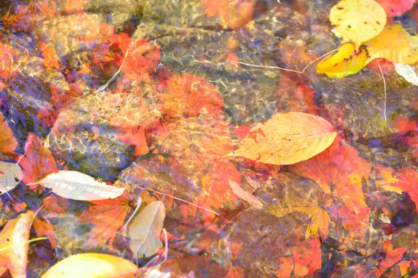 美しい明るい秋の葉のクローズアップビュー — ストック写真