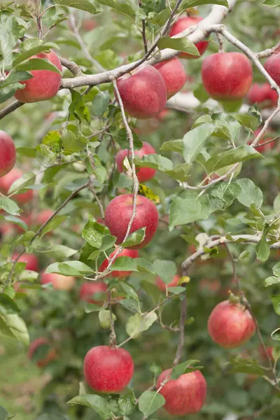 花园里树上的红苹果 — 图库照片