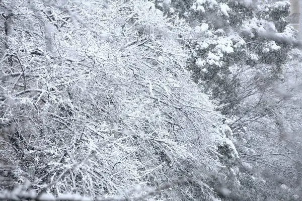 Piękny Widok Gałęzie Drzew Pokryte Śniegiem — Zdjęcie stockowe