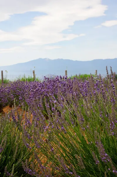 lavender field, summer landscape, france