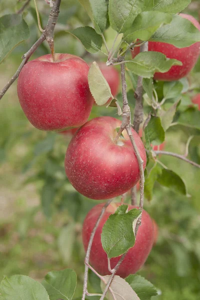 果园树枝上红色成熟的红色苹果 — 图库照片