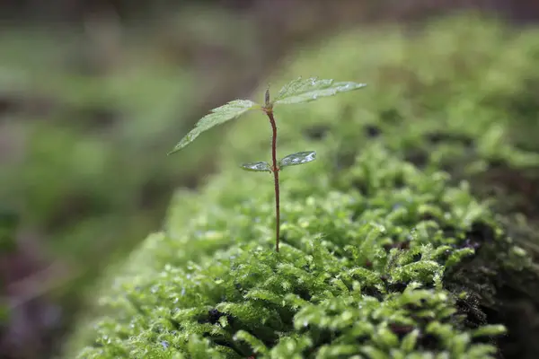 Mała Zielona Roślina Rosnąca Zielonym Mchu Makro — Zdjęcie stockowe