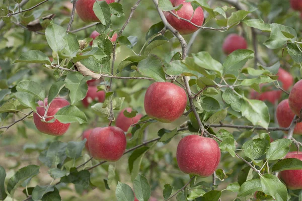 花园里长着绿叶的红苹果 — 图库照片