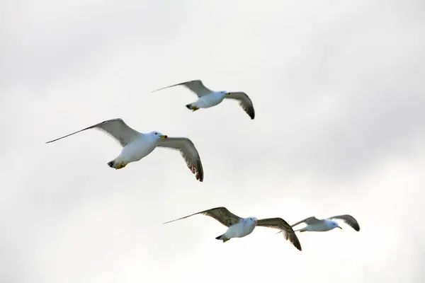 一群海鸥在天空中飞翔 — 图库照片