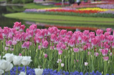 inanılmaz renkli çiçekler, bitki konsepti