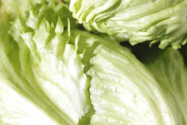 Taze marul yapraklarını kapatın. yüksek kaliteli fotoğraf