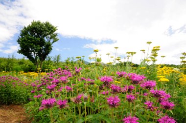 Bahçedeki güzel çiçekler
